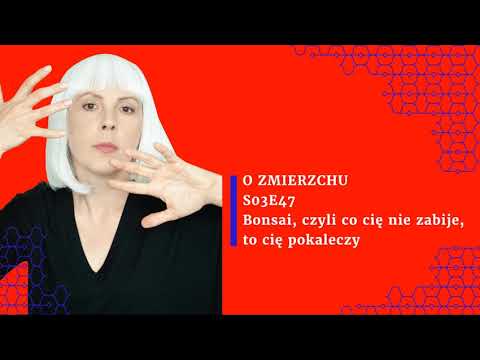 S03E47 Bonsai, czyli co cię nie zabije, to cię pokaleczy - O Zmierzchu