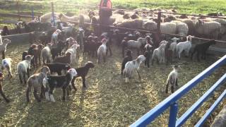 Suffolk cross lambs waiting for moms returning from pasture
