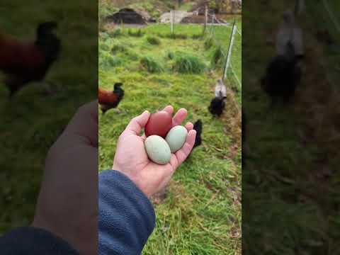 Hühner Zuchtstamm Bunte Eier Marans & engl. Araucana