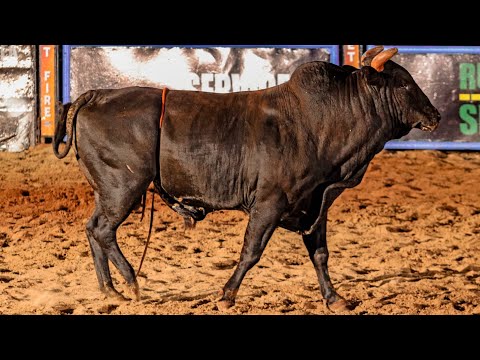 IBIRAREMA Rodeio Fest 2024 (SEXTA / MELHORES MOMENTOS)