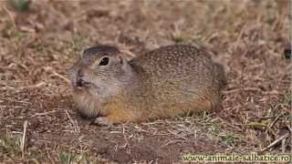 preview picture of video 'Popandau la vizuina / European ground squirrel (Citellus citellus)'