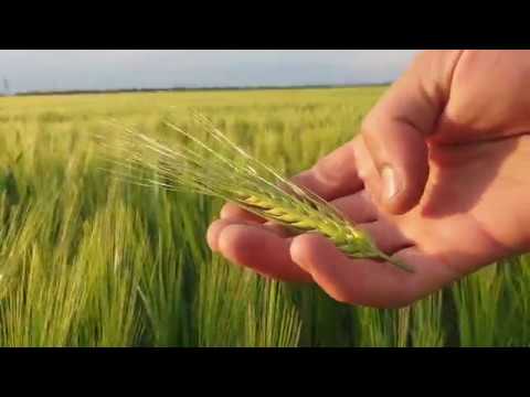 Канадский яровой ячмень Элвин 