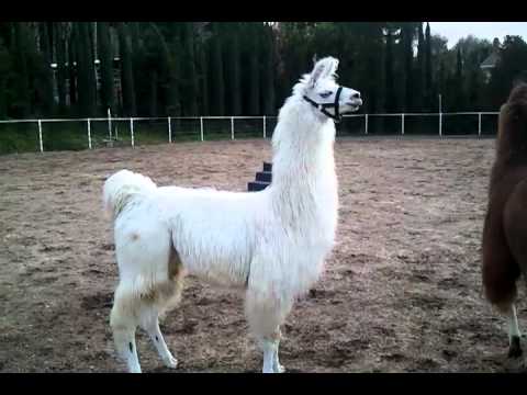 download lagu mp3 mp4 Lama Animal, download lagu Lama Animal gratis, unduh video klip Lama Animal