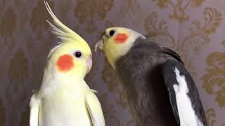Download lagu Parkit australia / Cockatiel nyanyi dan bicara mp3 Download lagu Parkit australia / Cockatiel nyanyi dan bicara mp3