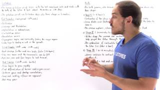 Human Gestation and Birth