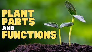 Plant Parts and Functions | Interactive | Learn about the parts of a plant