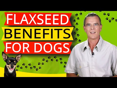 Flaxseed For Dogs (7 Health Benefits & How Much)