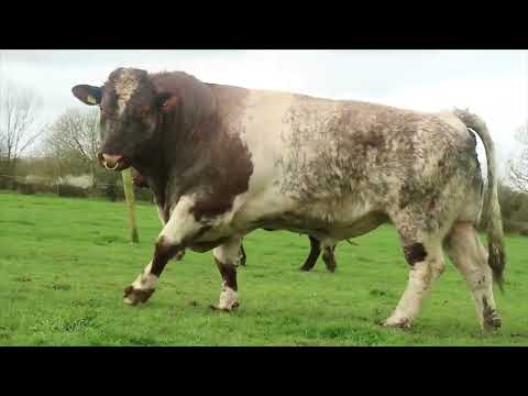 , title : 'Shorthorn Etçi Sığır Irkı Özellikleri / Characteristics of Broiler Short Horn Cattle'