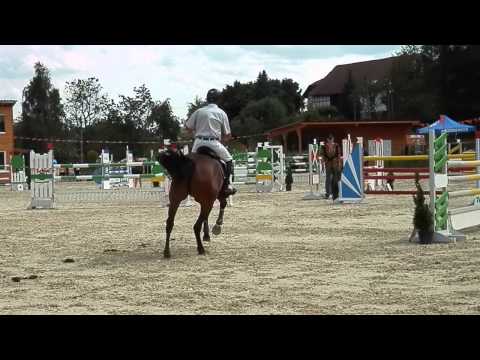 Quirada, Holsteiner Stute, 6-jährig von Quirado