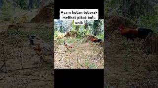 Download lagu pikat bulu unik #mikatayamhutan #pikatayamhutan mp3 Download lagu pikat bulu unik #mikatayamhutan #pikatayamhutan mp3