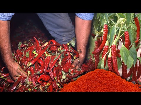Artisan paprika. Growing, smoking and making this natural culinary coloring | Documentary film