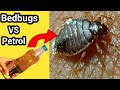 Experiment With Bedbugs (part-2), खटमल से छुटकारा पाने का तरीका, bedbugs vs petrol