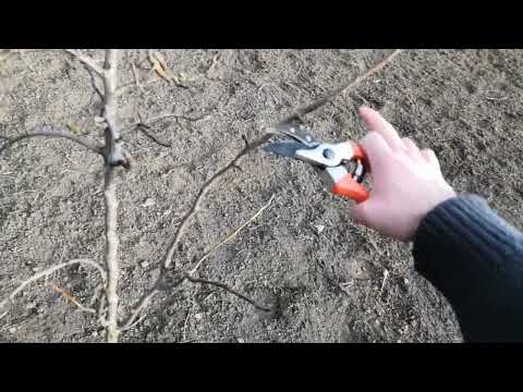 Cięcie Gruszy konferencja