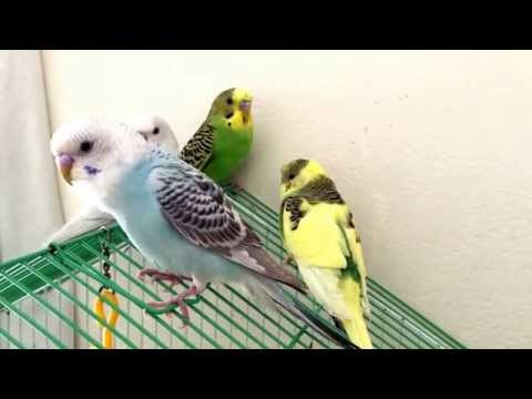 Perruche ondulée qui chante