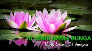 Download lagu 10 Jenis Nama Bunga Yang Sering Di Jumpai Di Sekitar Kita mp3
