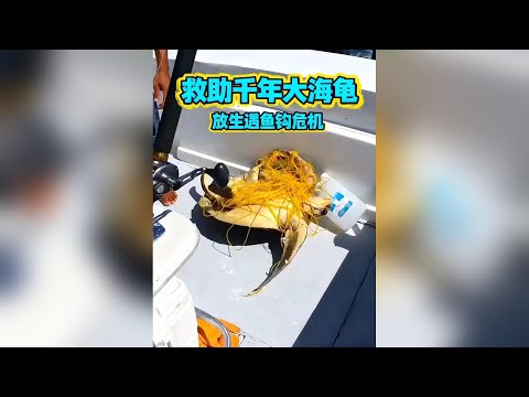 漁民大哥暖心救助受傷的千年大海龜，展現生命守護的力量與感動