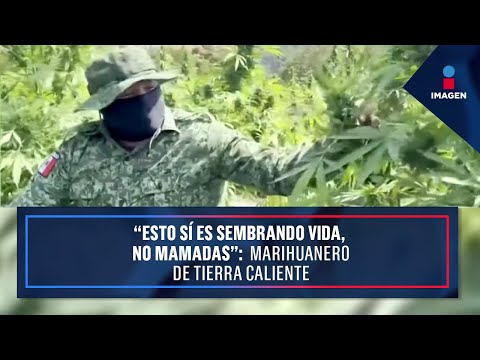 , title : '“Esto sí es sembrando vida, no mamadas”: Marihuanero de Tierra Caliente | Noticias Ciro Gómez Leyva'