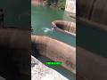Never Swim Near This Hole Shorts Youtubeshorts Viralshorts Facts