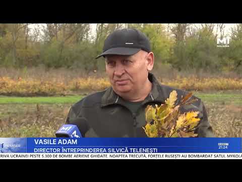 Peste 33 de milioane de puieți, pregătiți pentru plantare în această toamnă