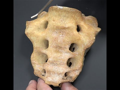 Sacral Osteology: Live Lab Spinal Anatomy Presentation [shot in 4K, high quality]