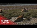 How London S Crossrail Project Is Helping Boost Wildlife In The Capital BBC London