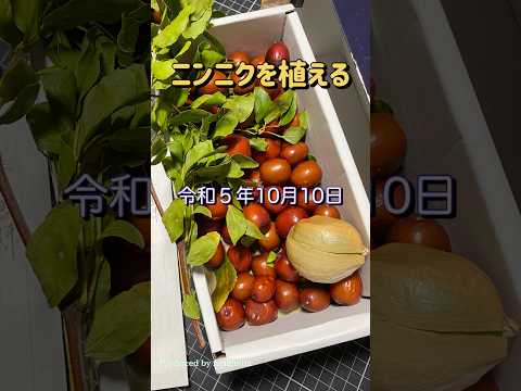 マグノリアをいつ地面に植えるのですか？どのように進めればよいでしょうか？方法、メンテナンス、病気  庭園