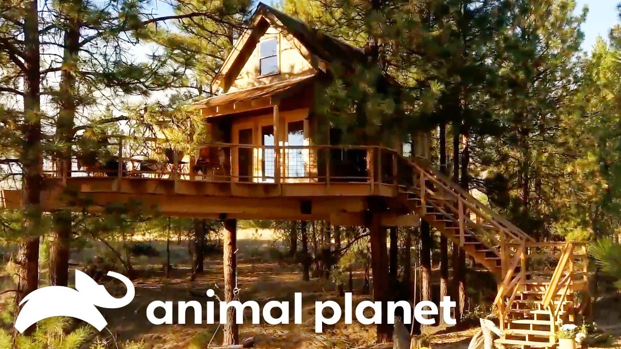 🔴 Watch Now: Treehouses That Have Everything | Treehouse Masters | Animal Planet