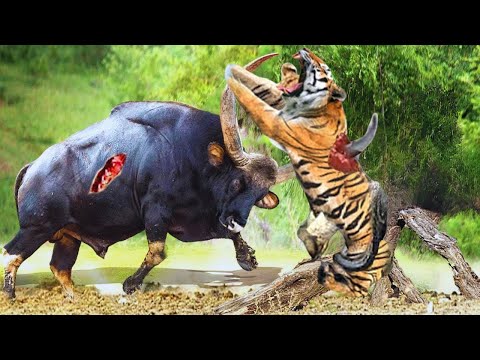 Gaur vs Tiger | Tiger Killer on Steroids