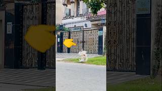 Download lagu Aseel Murga printer jode || Aseel shyamu joda mandi new update 2025 || heera aseel murga #indiaaseel mp3