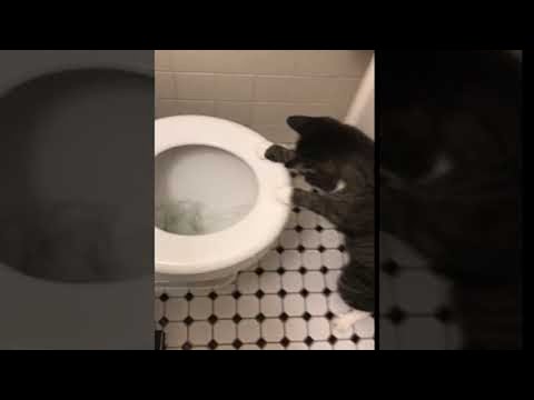 Cat Splash Fever || ViralHog