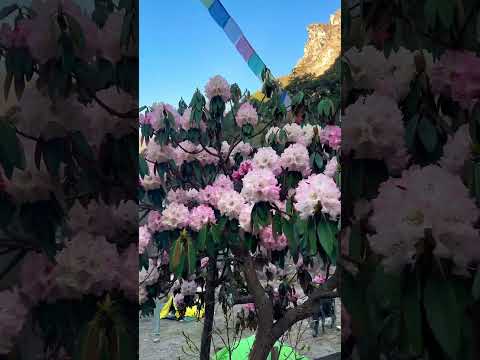 HEAVEN LIKE TRAIL WITH KHAGENDRA ADHIAKRI #youtubeshorts #tiktok #langtangvalleytrek #langtang