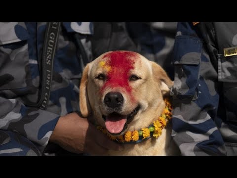No Comment: Nepals Hunde werden beim Kukur Puja Festival geehrt