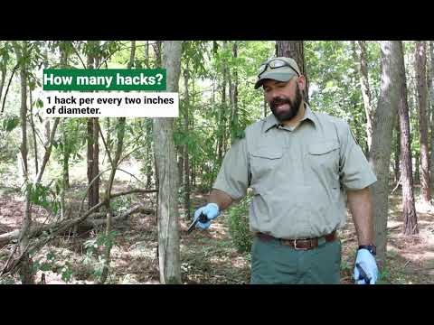Forest Management - The Hack and Squirt Method