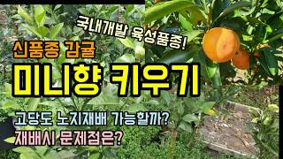 신품종감귤 미니향 품종특징과 재배방법 고당도 노지재배 가능할까?