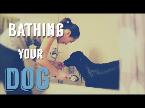YouTube video about: What does dogs in a bathtub mean?