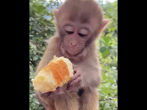 #Monkeyeating   #ASMRMongkey #FunnyMonkey / #DanceMonkey / #LoveLymonkey   Ept154  #Shorts