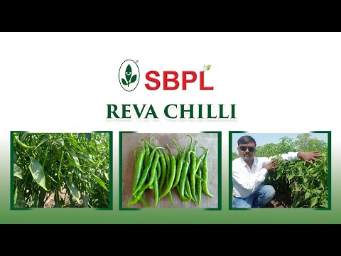 Hybrid green reva chilli seeds, packaging type: polypouch, p...