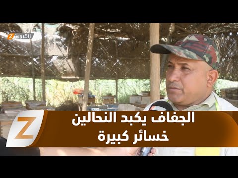 فيديو | #الديوانية.. الجفاف يهدد إنتاج العسل ويكبد النحالين خسائر اقتصادية كبيرة
