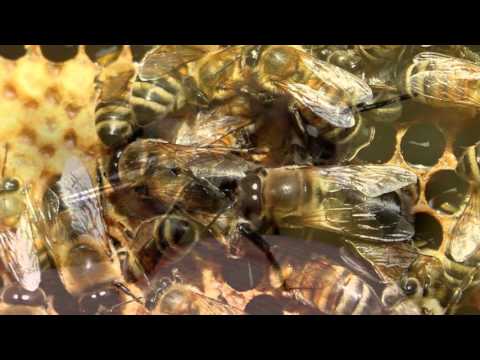 DBAJMY O PSZCZOŁY - ŻYCIE PSZCZELEJ RODZINY