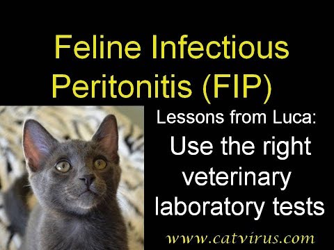 FIP: Use the right veterinary laboratory tests