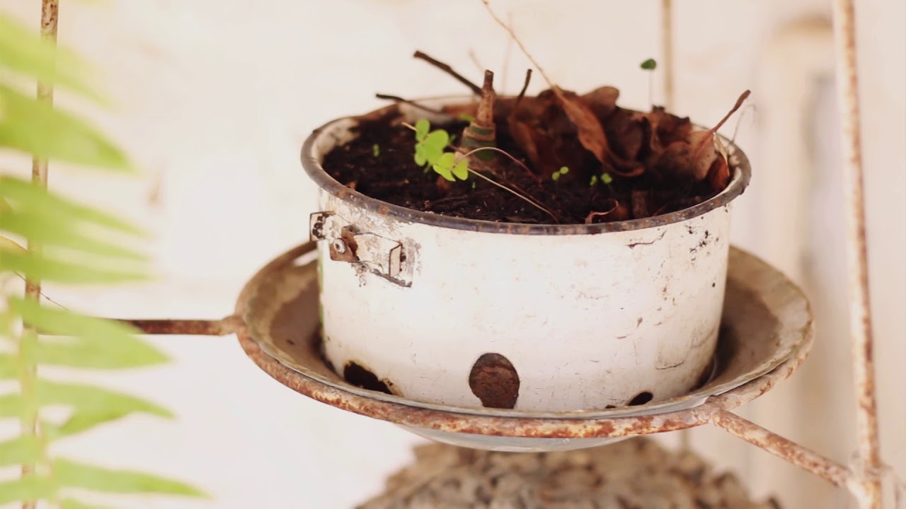 Aedes Aegypti: ciclo de vida