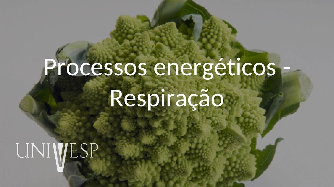 Fisiologia Vegetal - Aula 12 - Processos energéticos - Respiração