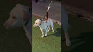 Video preview image #1 Dachsador Puppy For Sale in Bellevue, WA, USA