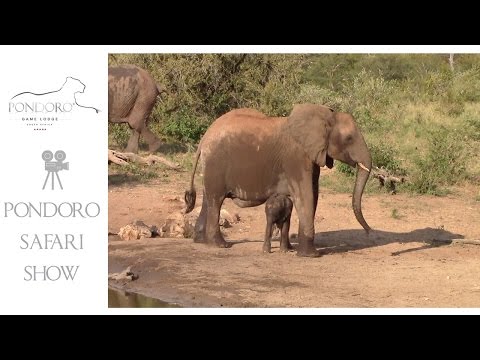Tiny elephant calf at Pondoro