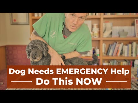 5 Emergency Skills to Save Your Dog's Life