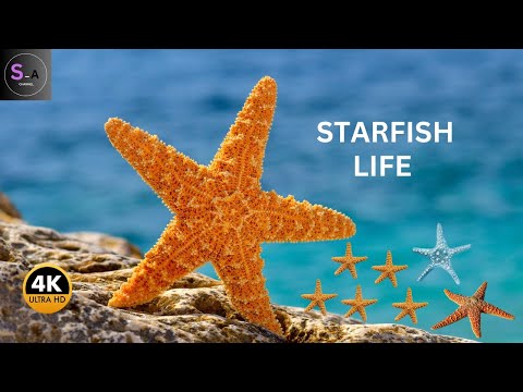 Starfish video || starfish life cycle 4K  HD || 2024