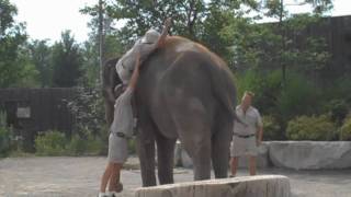 Как быстро забраться на слона