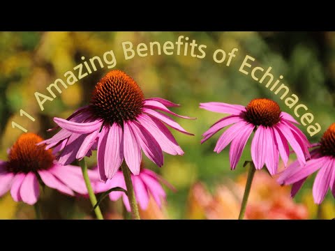 11 Amazing Benefits of Echinacea