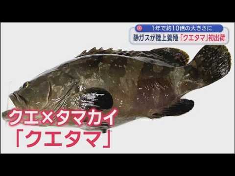 YouTube Video 陸上養殖のブランド魚「クエタマ」初出荷　刺し身やしゃぶしゃぶなどに…記者「日本酒に合う」　静岡