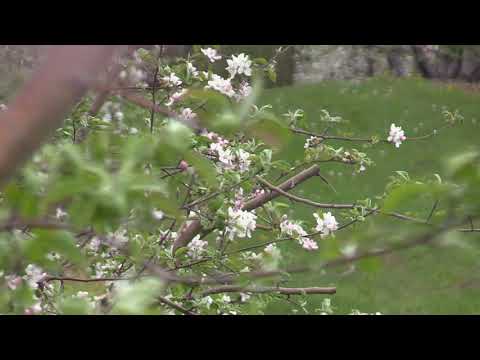 Sholan Farm Apple Blossoms Bloom 5-19-20